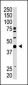 SAE1 (AOS1) Antibody (C-term)